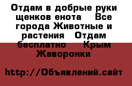 Отдам в добрые руки щенков енота. - Все города Животные и растения » Отдам бесплатно   . Крым,Жаворонки